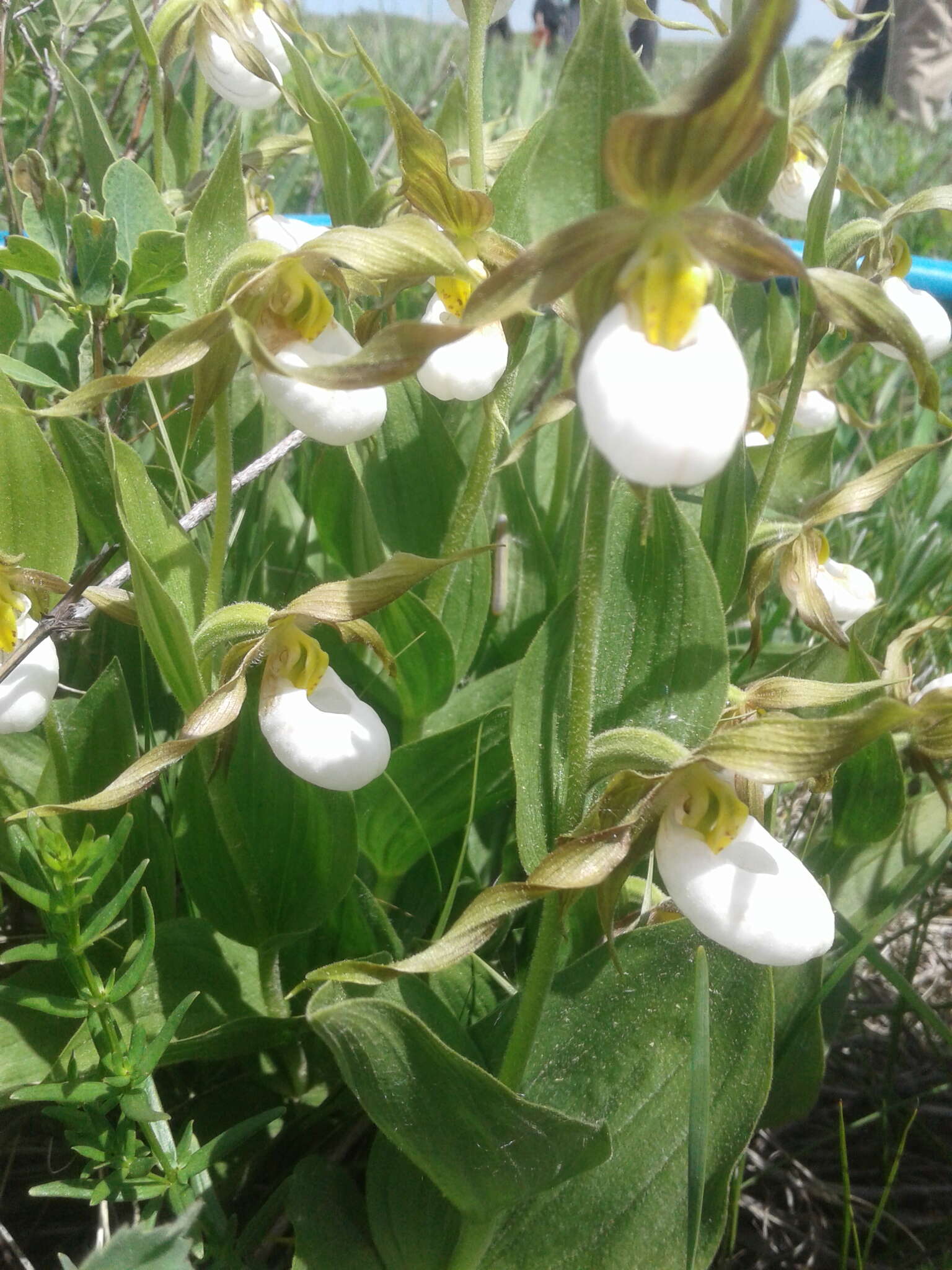 Imagem de Cypripedium montanum Douglas ex Lindl.