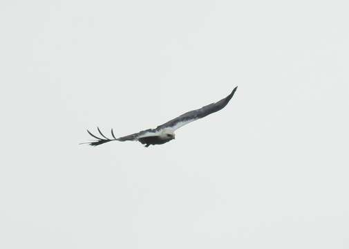 Image of Mantled Hawk