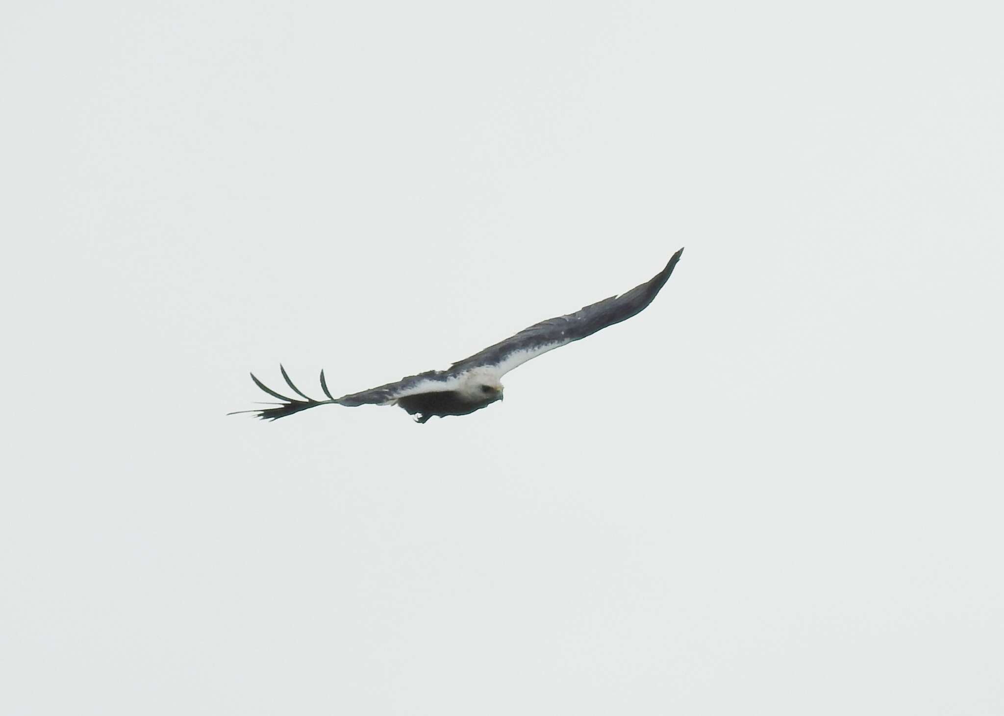 Image of Mantled Hawk