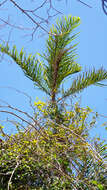 Image of Dypsis madagascariensis (Becc.) Beentje & J. Dransf.