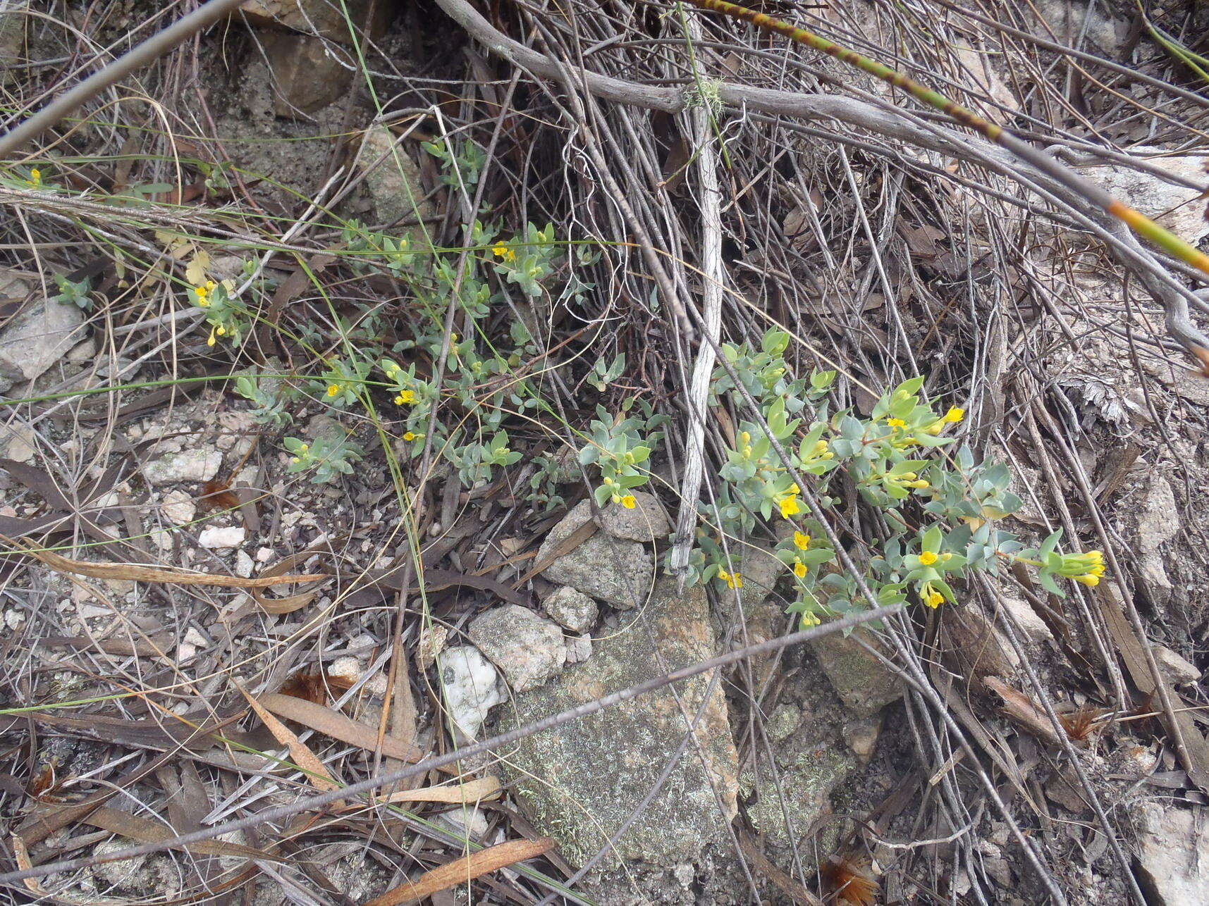 Image of Gnidia coriacea Meissn.