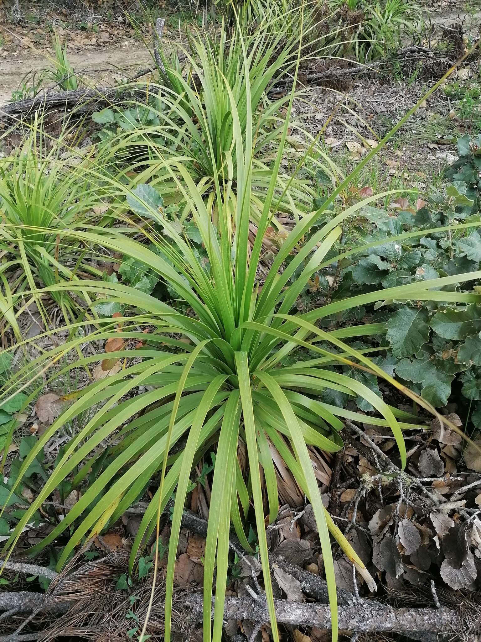 Слика од Beaucarnea