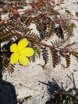 Image of Jamaican feverplant