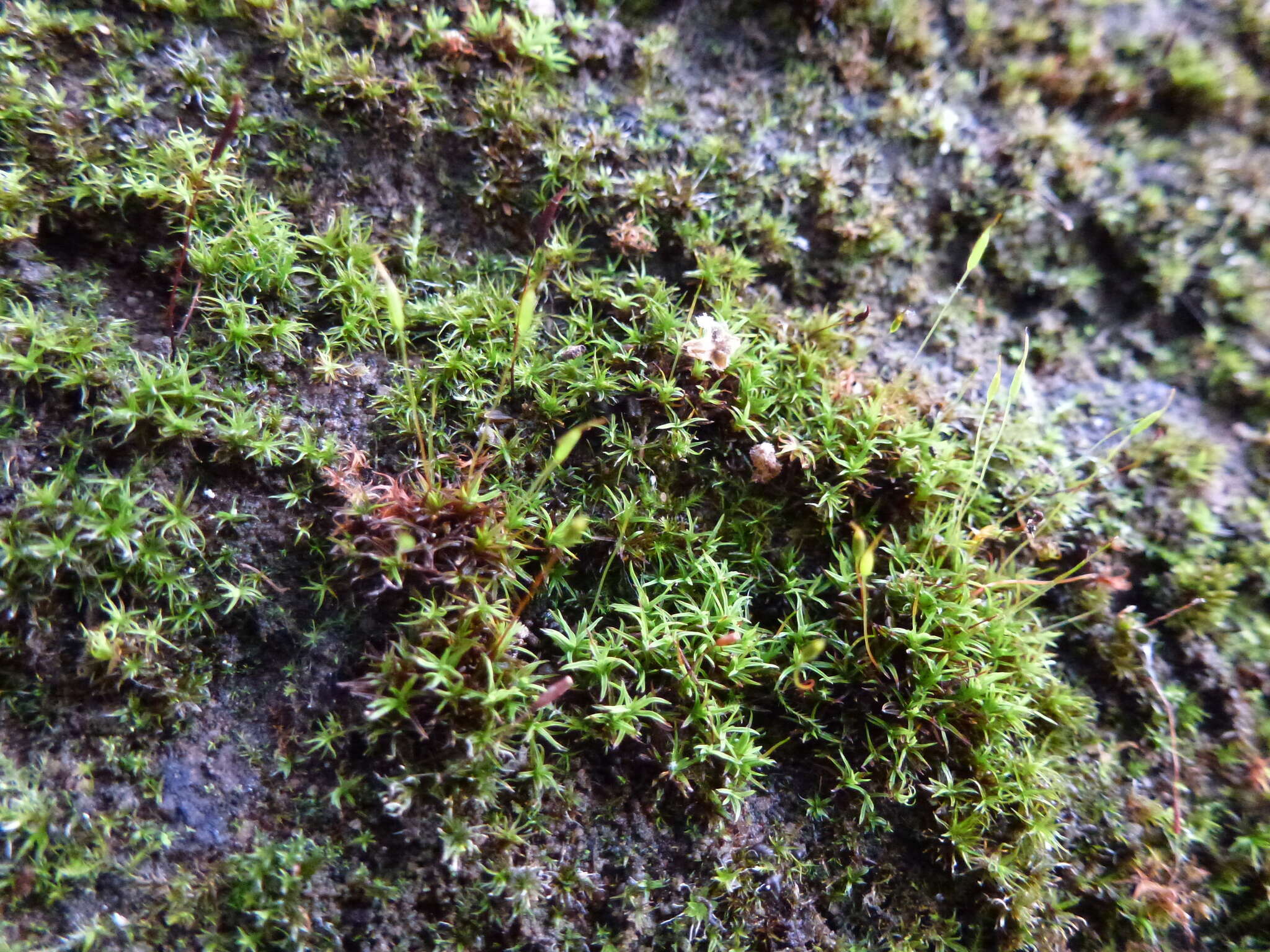 Image of bryoerythrophyllum moss