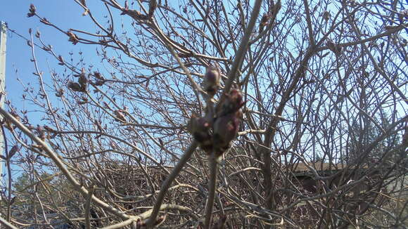 Image de <i>Sambucus sibirica</i>