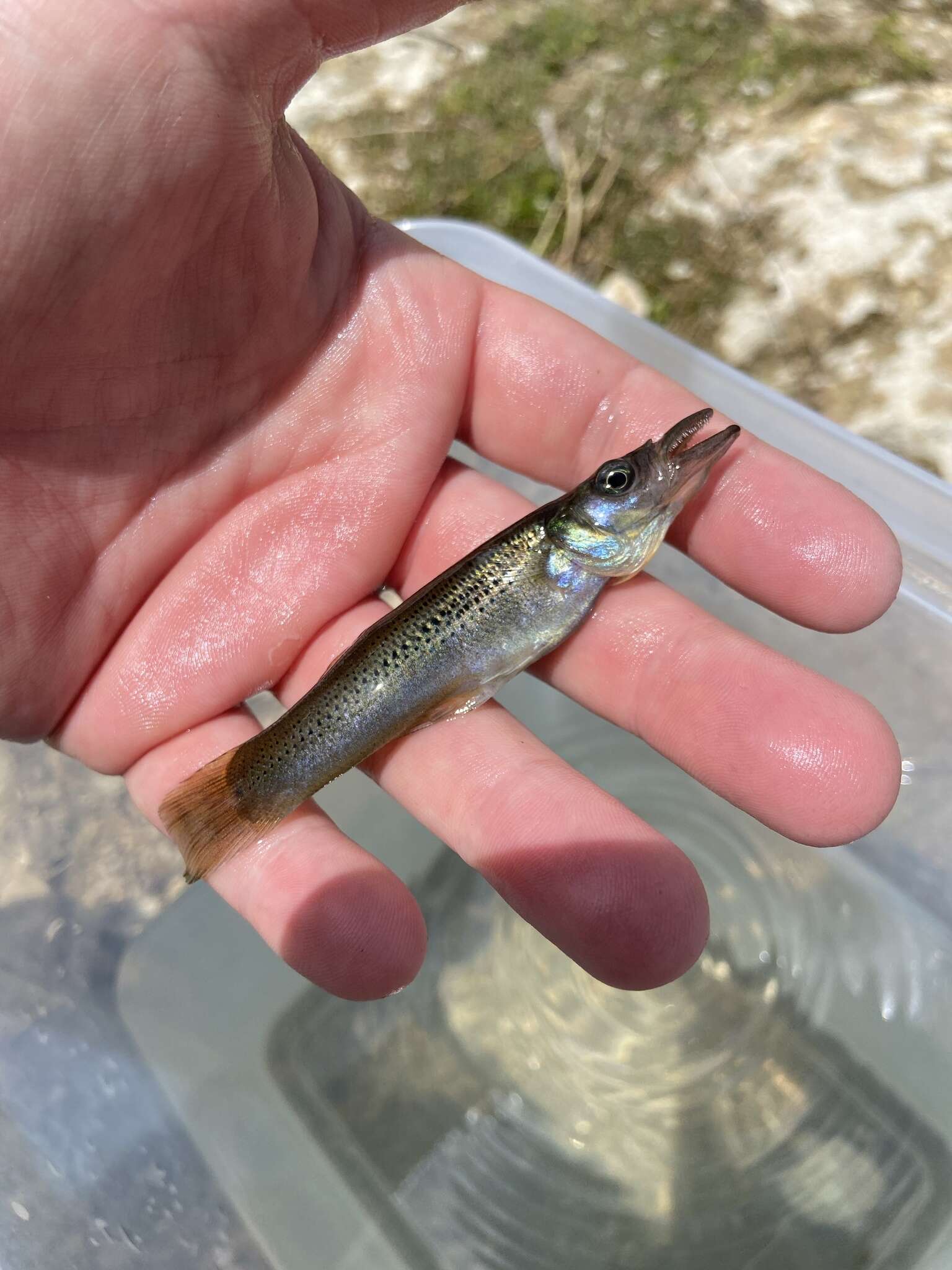 Image of Top minnow