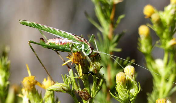 Image of Gemmate Bush Katydid