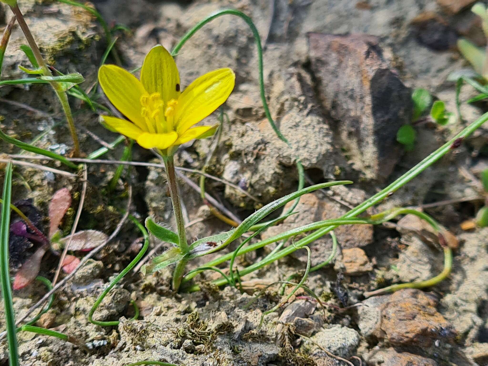 Image de Gagea bohemica (Zauschn.) Schult. & Schult. fil.