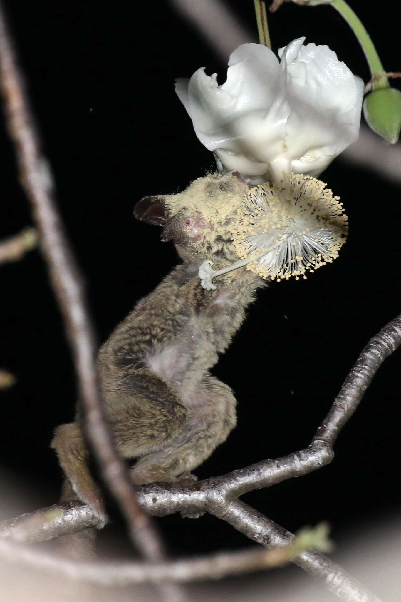 Image of Zanzibar bushbaby