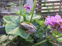 Image of Yellow-striped Reed Frog