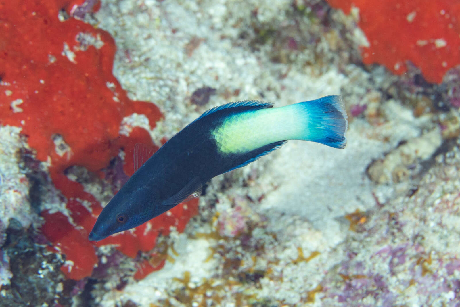 Image of Bicolor Cleaner Wrasse