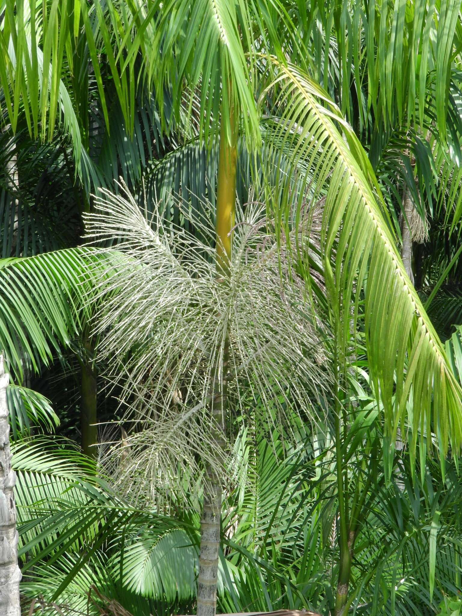 Image of Assai palm