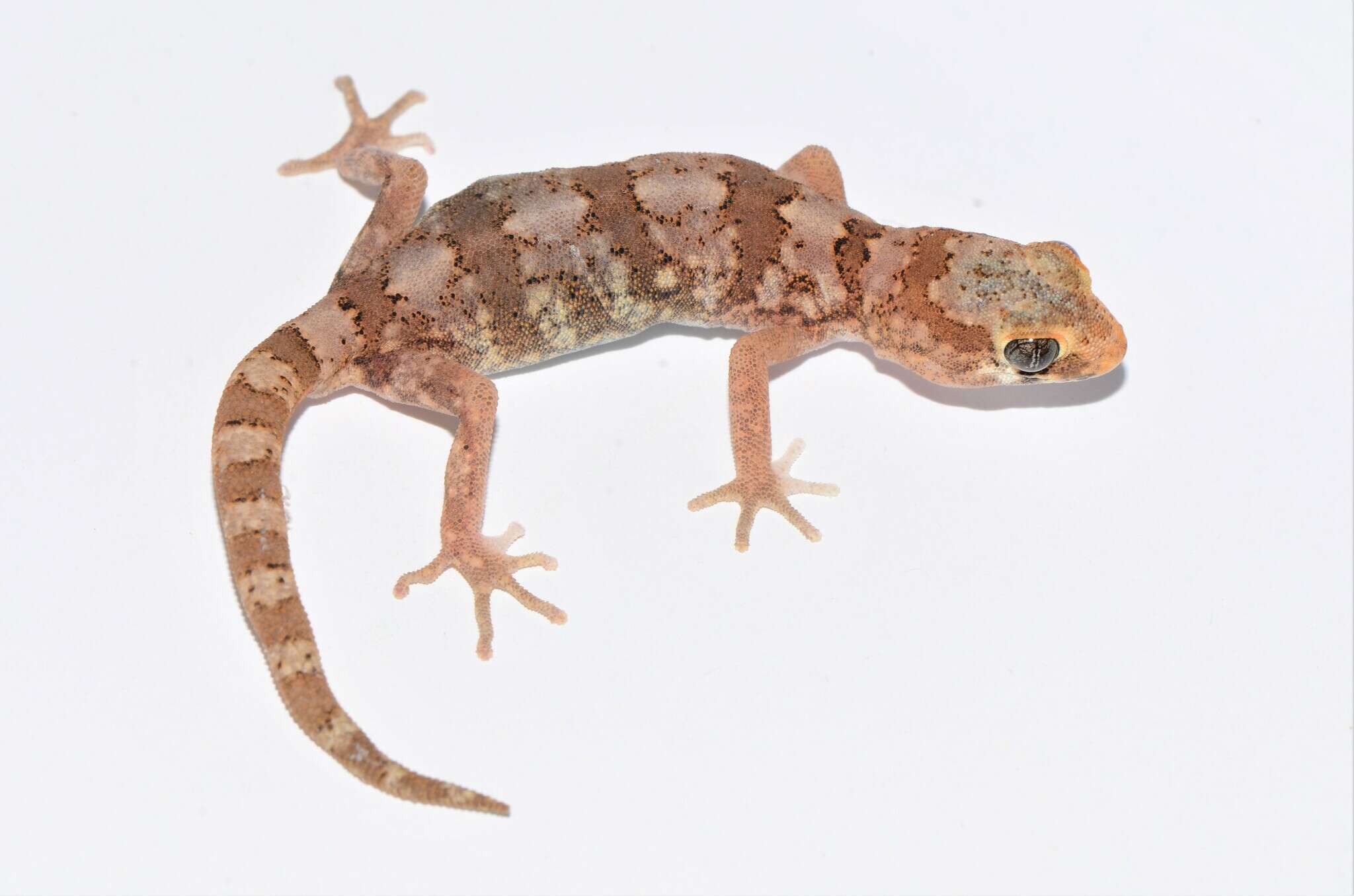 Image of Pachydactylus latirostris Hewitt 1923