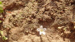 Image of Dentella minutissima C. T. White & W. D. Francis