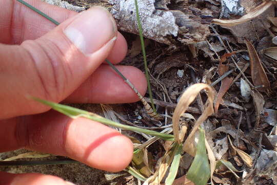 Image of Ornithogalum anguinum F. M. Leight. ex Oberm.