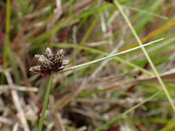 Image of Isolepis diabolica (Steud.) Schrad.