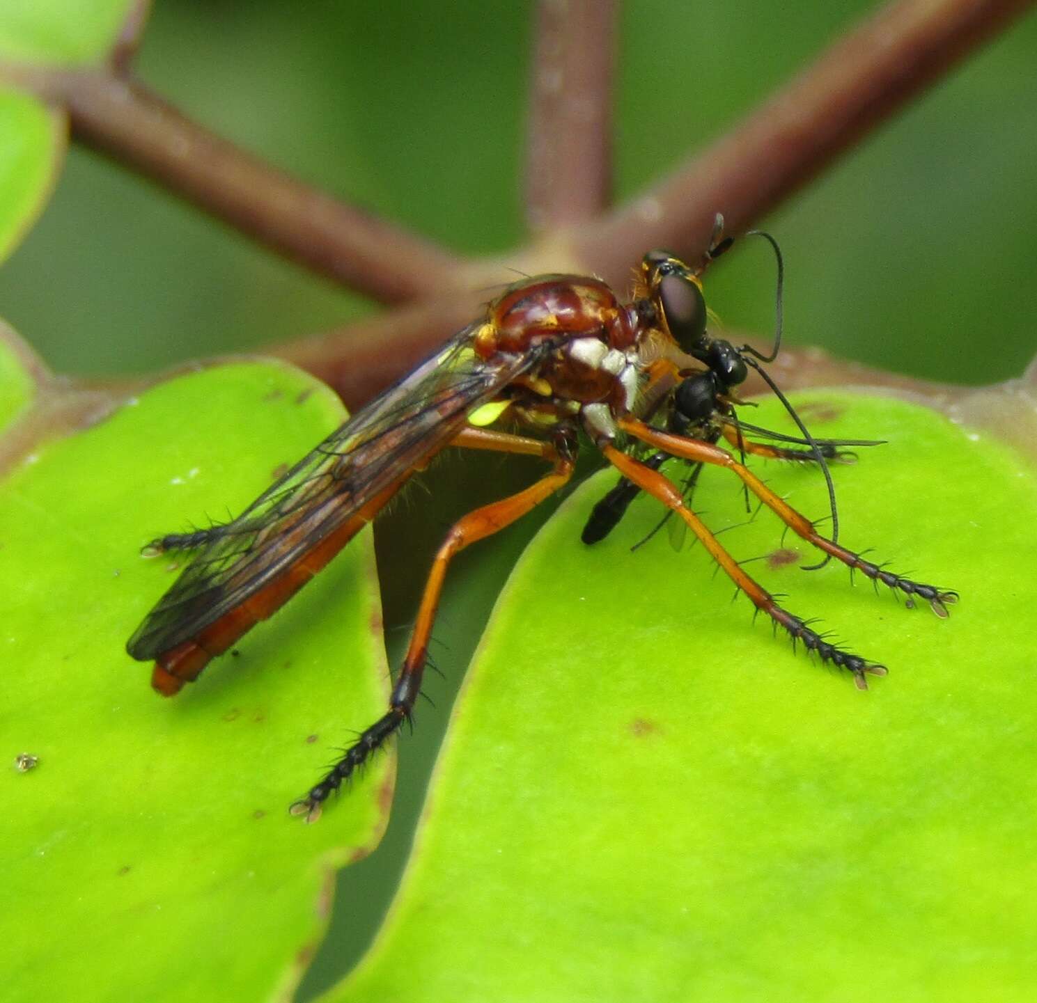 صورة Saropogon antipodus Schiner 1868