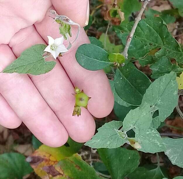 Image de Convolvulus crenatifolius Ruiz & Pav.