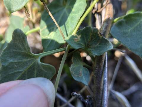 Image of convolvulus leafminer