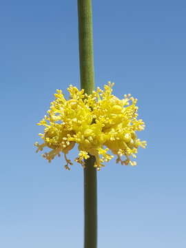 Image of Torrey Ephedra