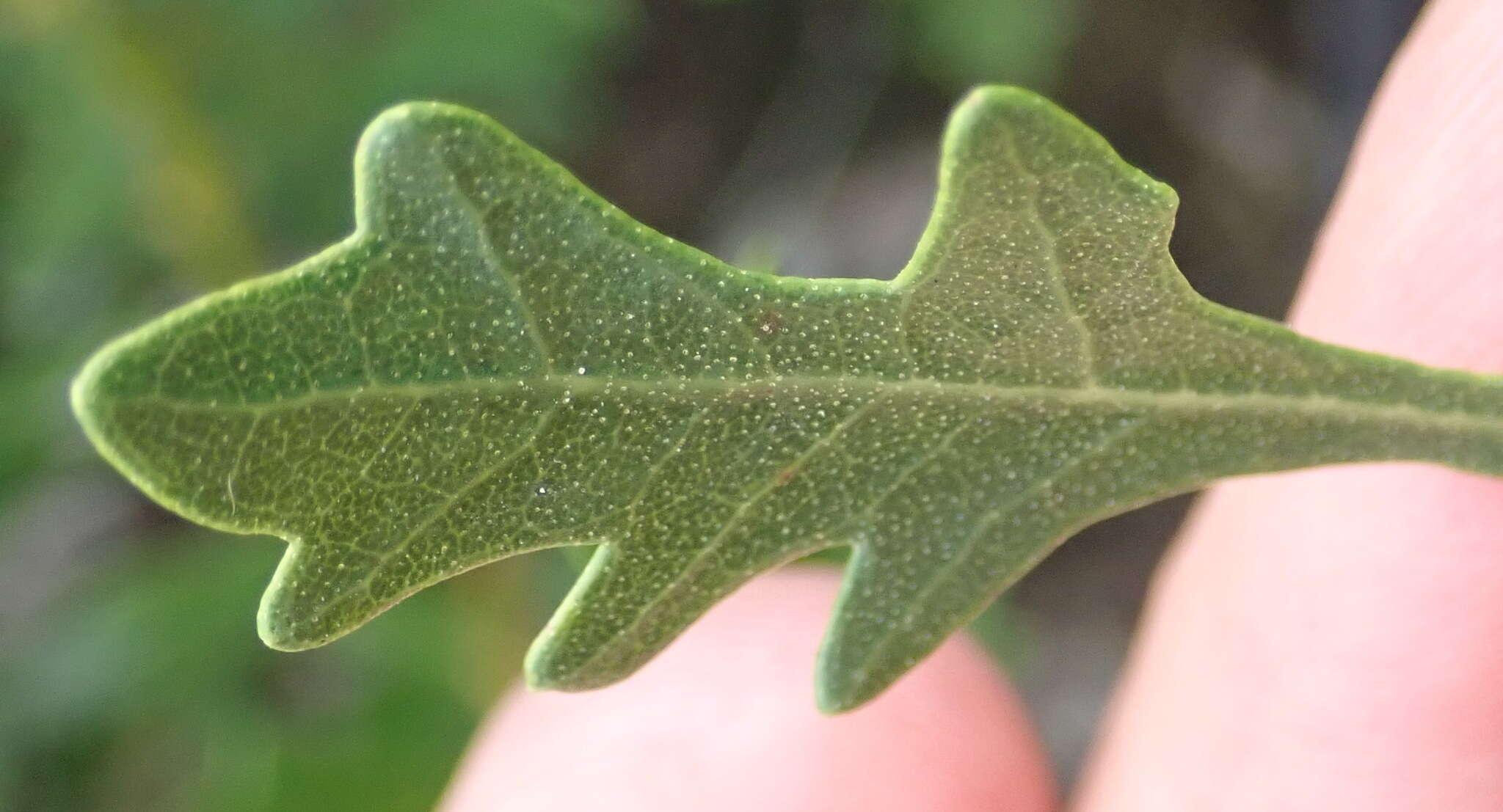 Image of Morella quercifolia (L.) D. J. B. Killick