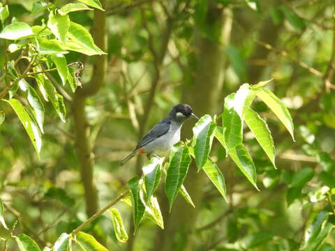 Image of White-eared Conebill