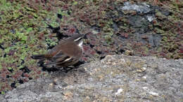 Image of White-winged Cinclodes