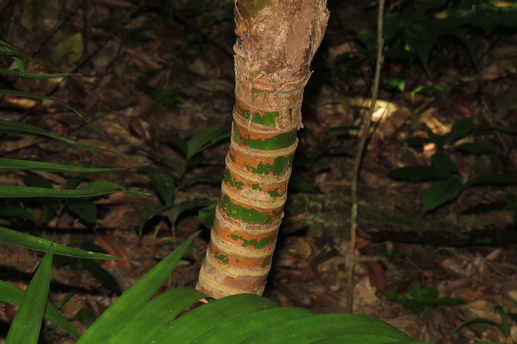 Слика од Laccospadix australasicus H. Wendl. & Drude