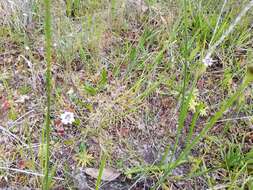 Image de Pinguicula caerulea Walt.