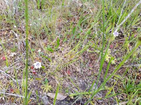 Image of blueflower butterwort