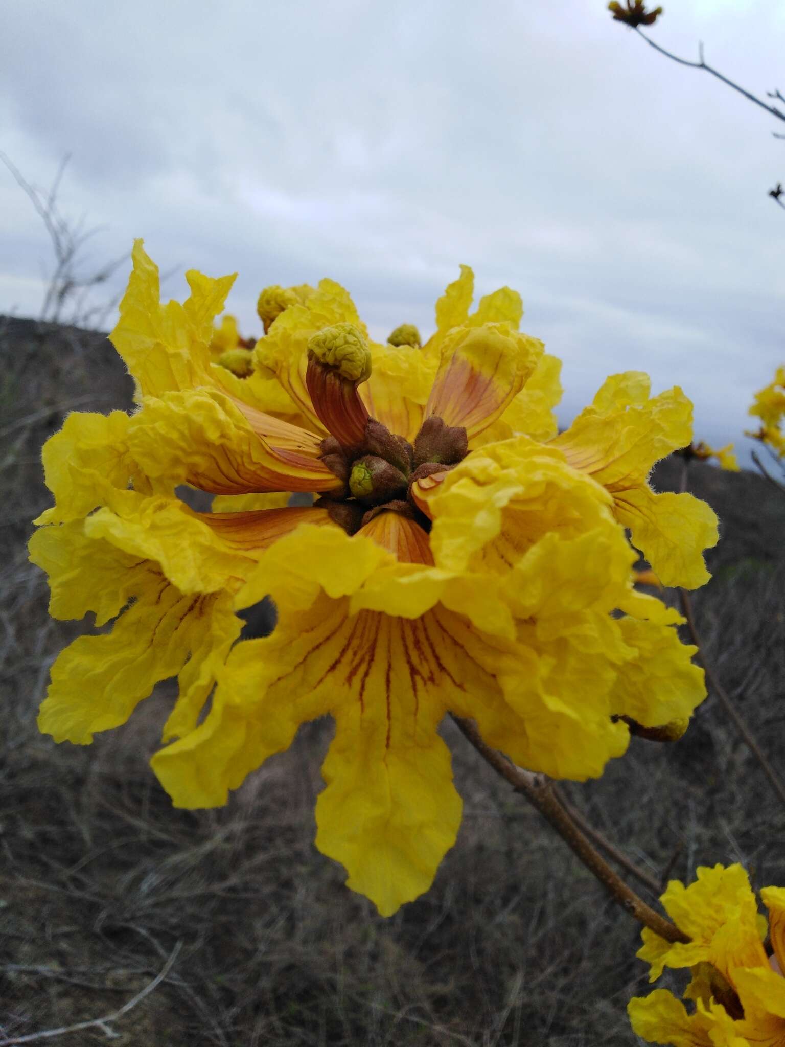 Image of Yellow trumpet tree