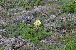 Image of Erysimum concinnum Eastw.