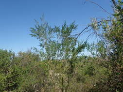 Image of Psoralea odoratissima Jacq.