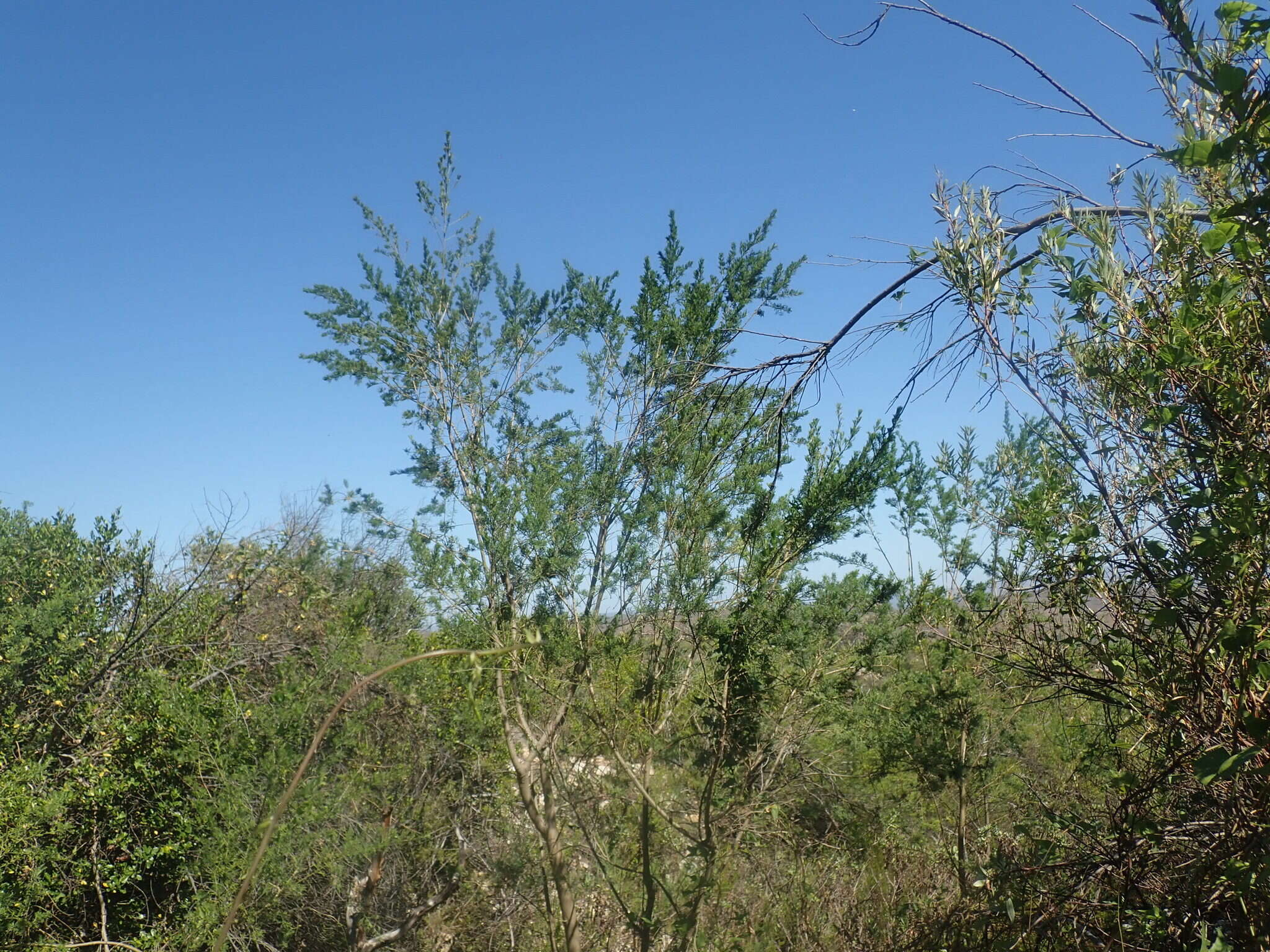 Image of Psoralea odoratissima Jacq.