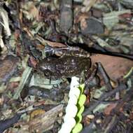 صورة Eleutherodactylus interorbitalis (Langebartel & Shannon 1956)