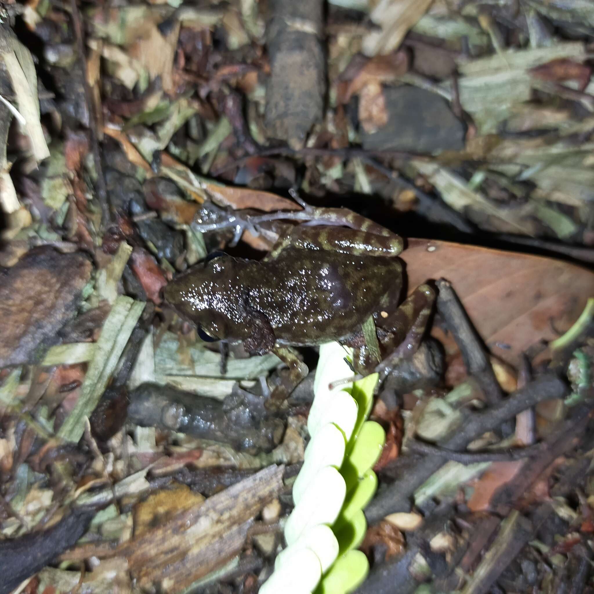 Image of Eleutherodactylus interorbitalis (Langebartel & Shannon 1956)