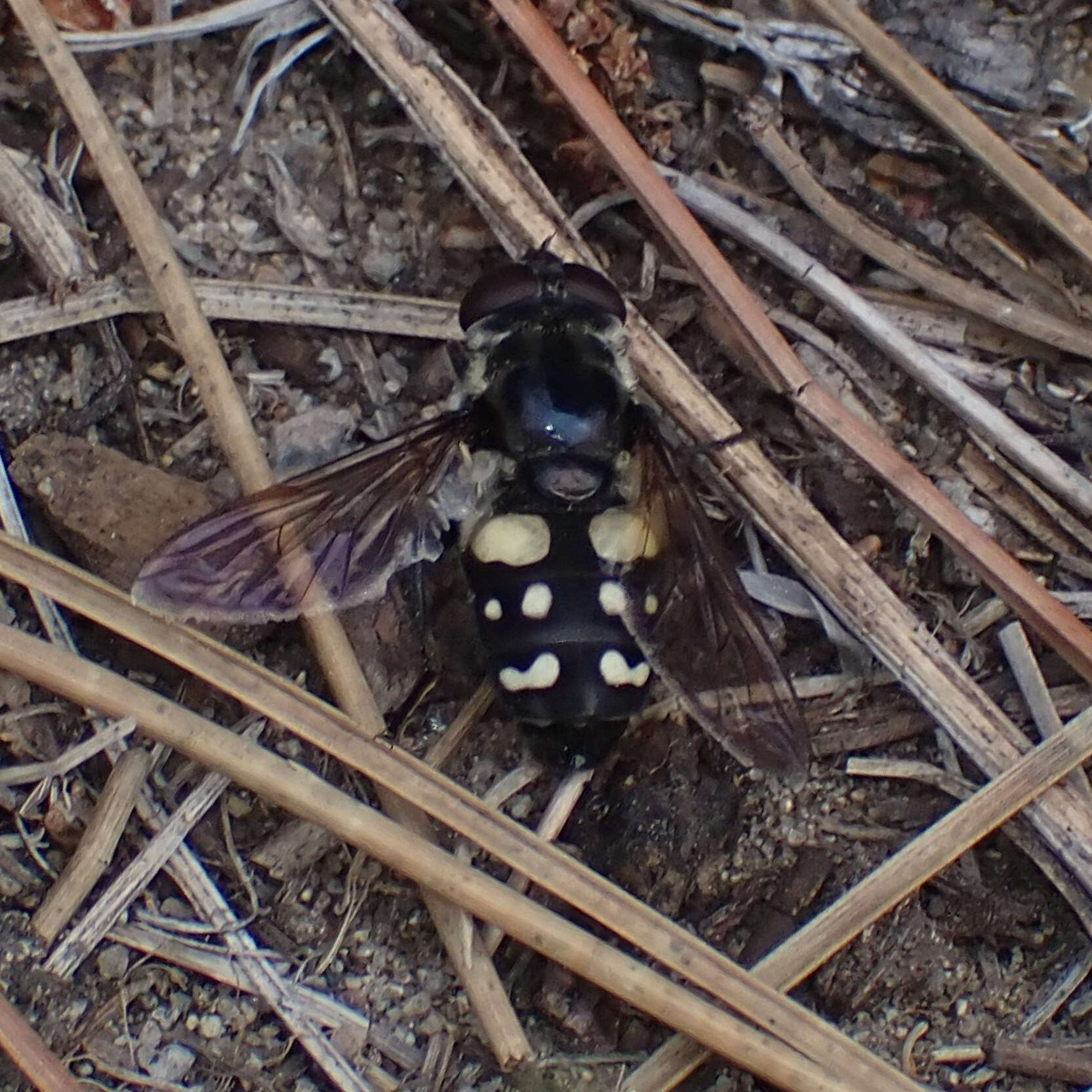 صورة Sericomyia lata (Cqouillett 1907)