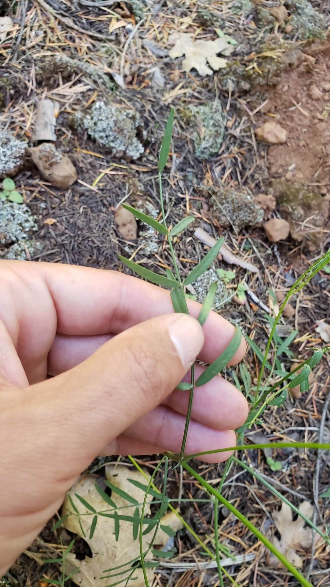 Imagem de Astragalus inversus M. E. Jones