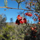 Image of Dodonaea sinuolata subsp. sinuolata