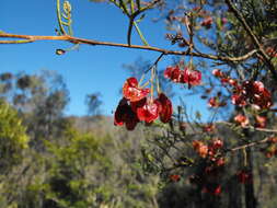 Image of Dodonaea sinuolata subsp. sinuolata