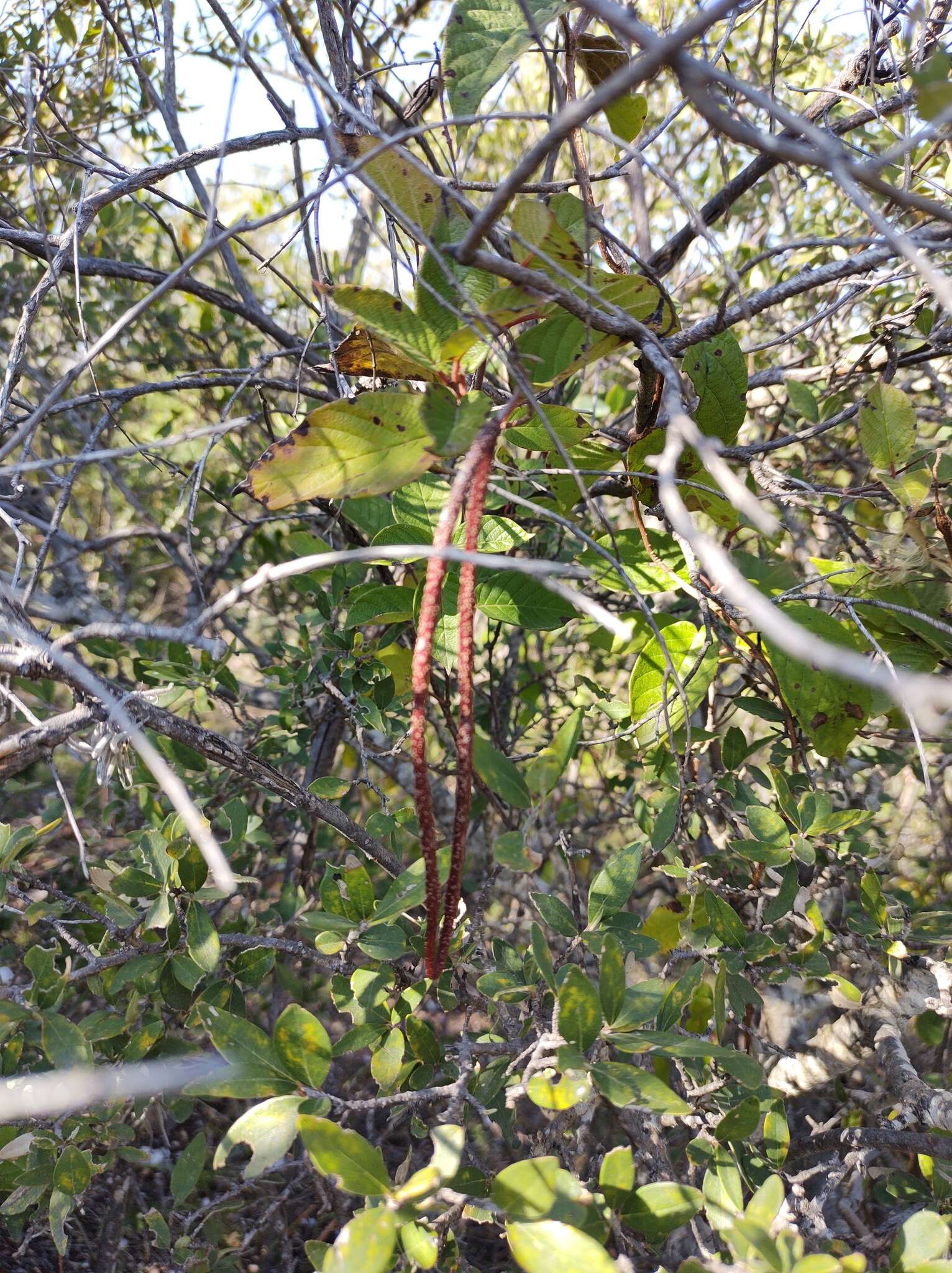 Image of Mandevilla holosericea (Sesse & Moc.) J. K. Williams