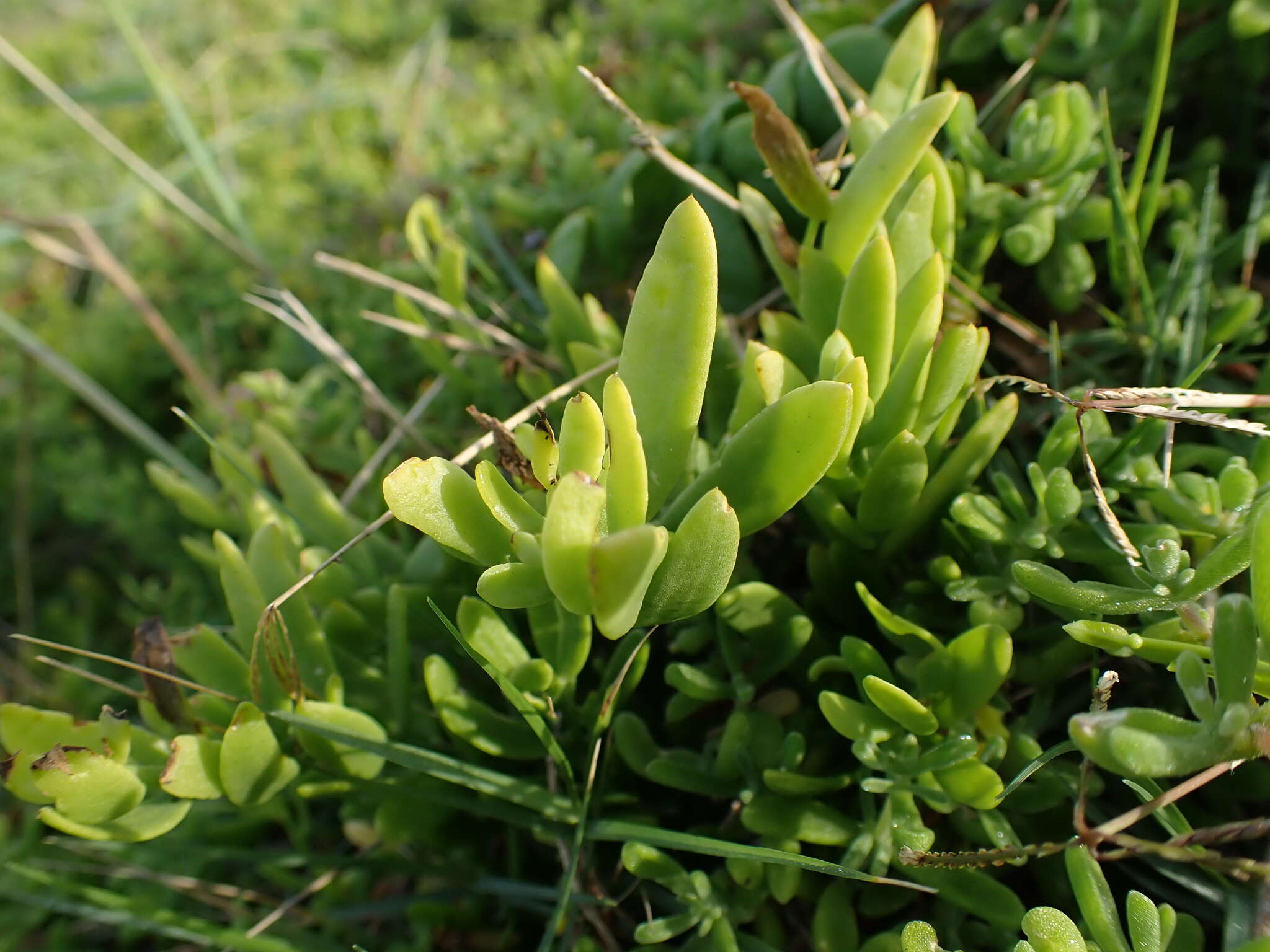 Image of Thesium triflorum Thunb. ex L. fil.