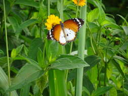 Image of Danaus (Anosia) chrysippus subsp. alcippus Cramer 1777