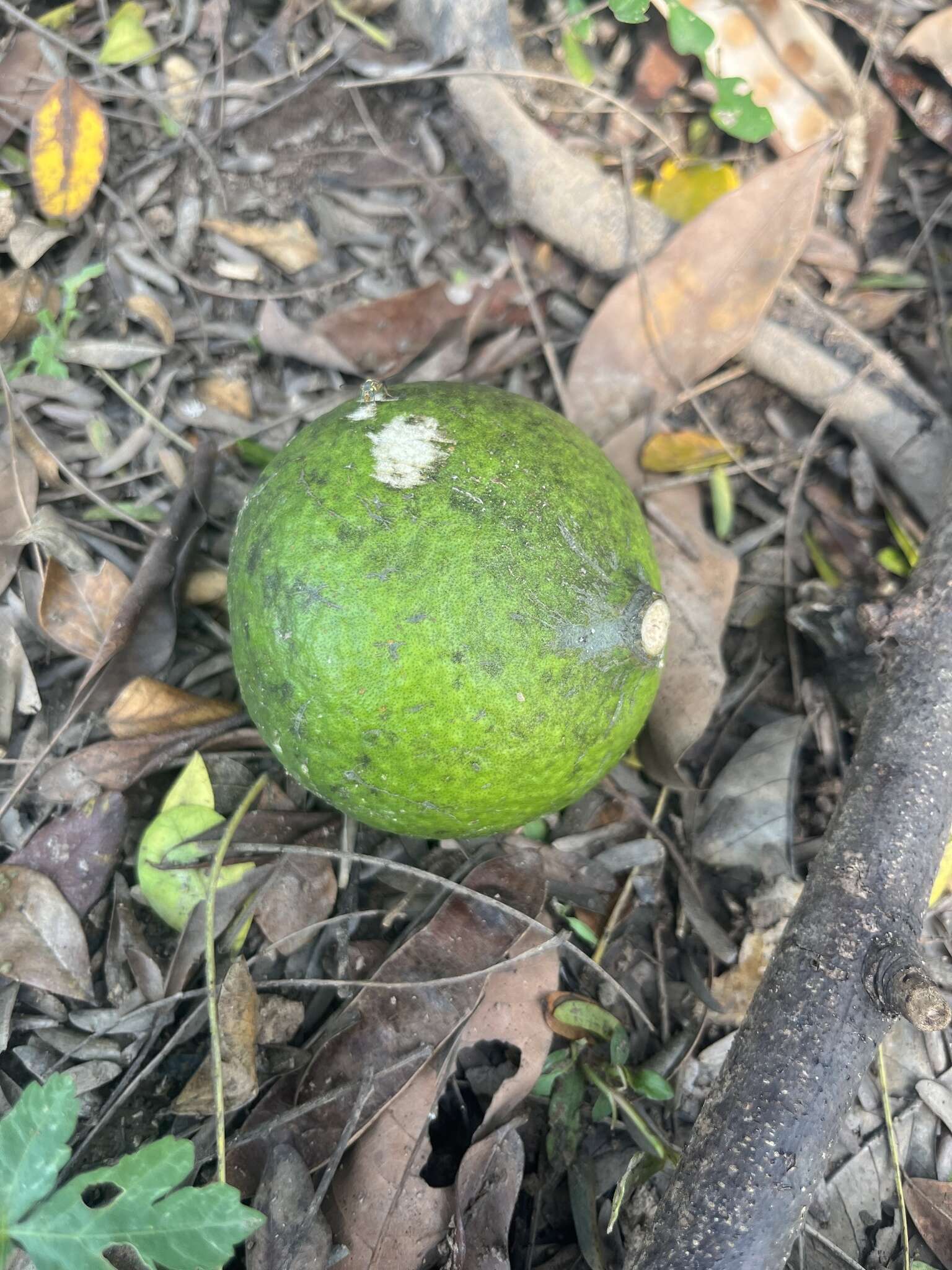 Image of Citrus lucida (Scheff.) Mabb.