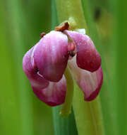 Image de Pyrola asarifolia subsp. asarifolia