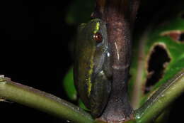 Image of Betsileo Reed Frog