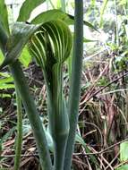 Image of Arisaema consanguineum Schott