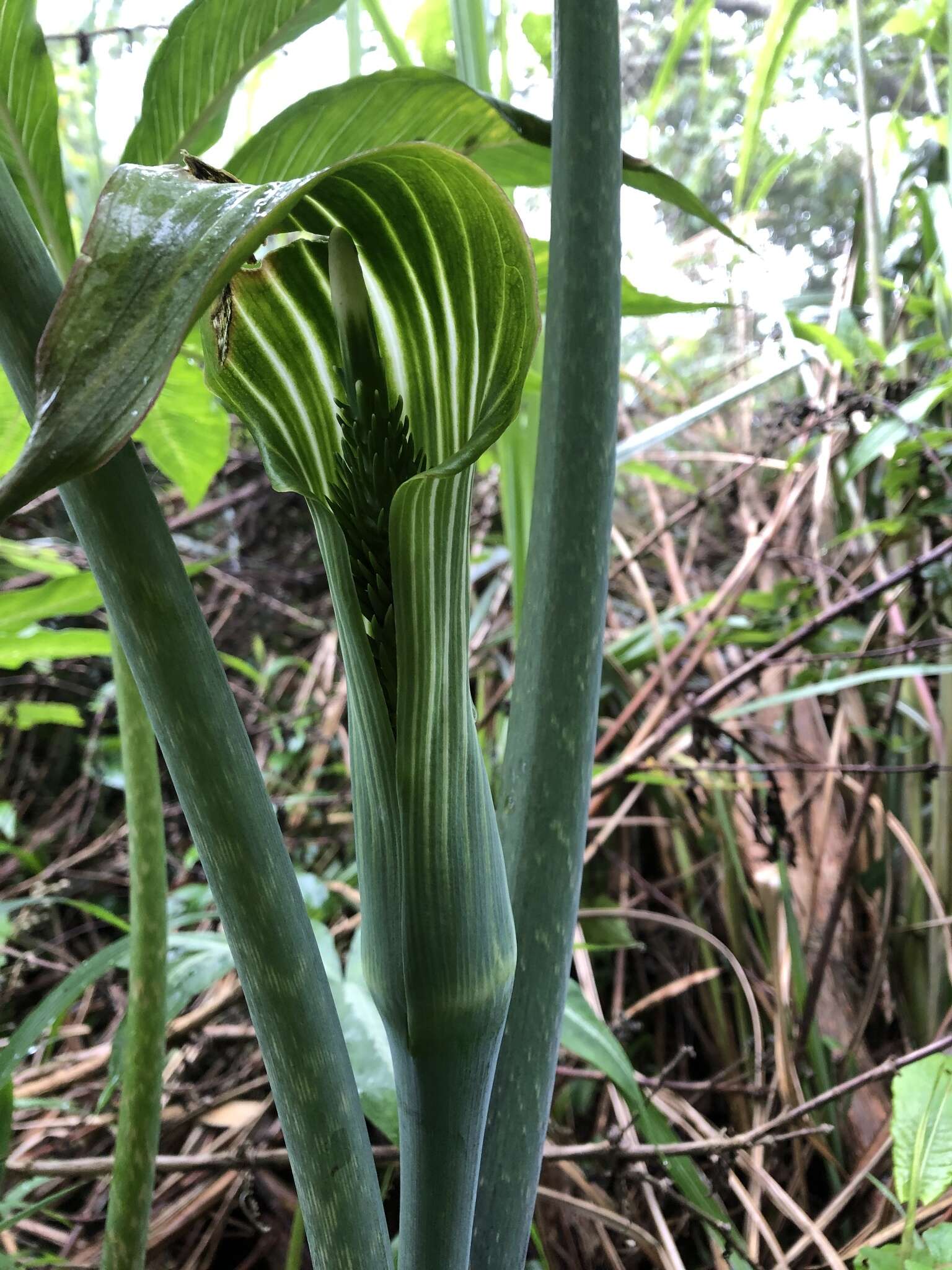 Image of Arisaema consanguineum Schott