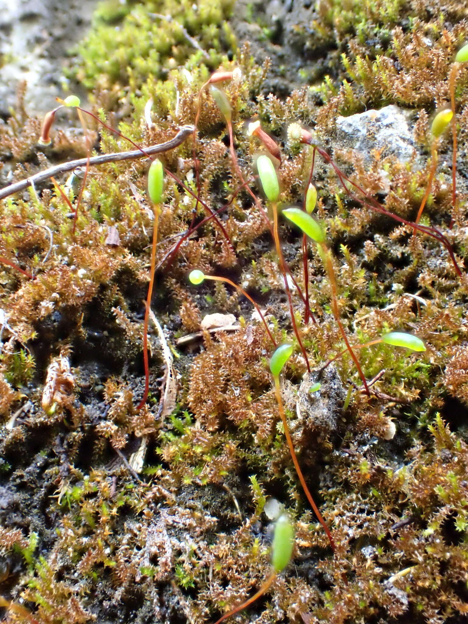 Campylophyllum halleri Fleischer 1914的圖片