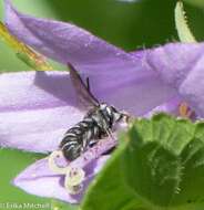 Image of Bellflower Resin Bee